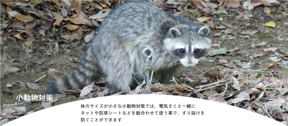 タイガー株式会社　小動物対策（アライグマ・ハクビシン・タヌキ・アライグマ）