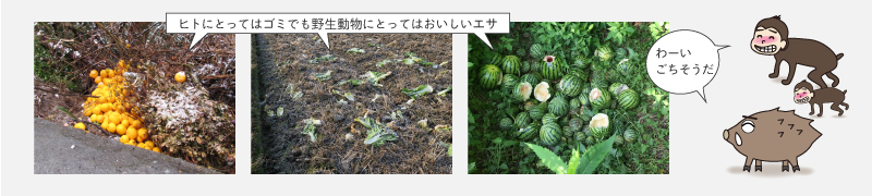 総合的な鳥獣害対策　環境改善　野菜くずなどの生ごみ、食べない果樹（果実）を放置しない