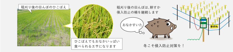 総合的な鳥獣害対策　侵入防止　冬場こそエサ場とならないようにしっかりと侵入防止対策を継続しましょう